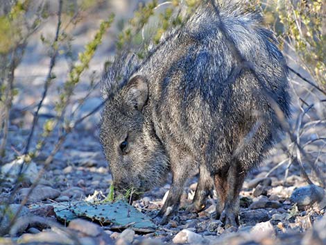 Collared Peccary, Javelina (Pecari tajacu)