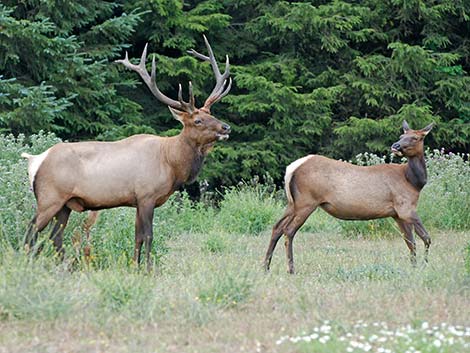 Elk (wapiti) (Cervus elaphus)