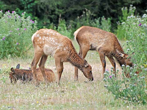 elk (wapiti) (Cervus canadensis)