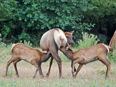 elk (wapiti) (Cervus canadensis)