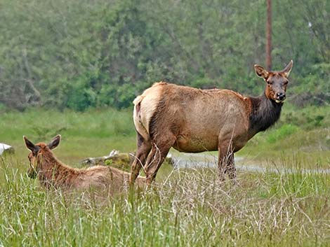 Elk (Cervus canadensis)