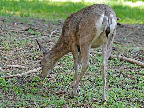 California Mule Deer (Odocoileus hemionus californica)