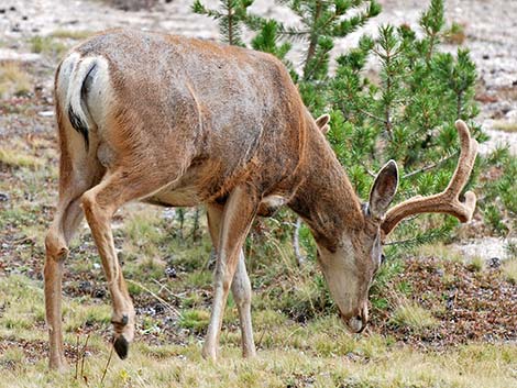 California Mule Deer (Odocoileus hemionus californica)