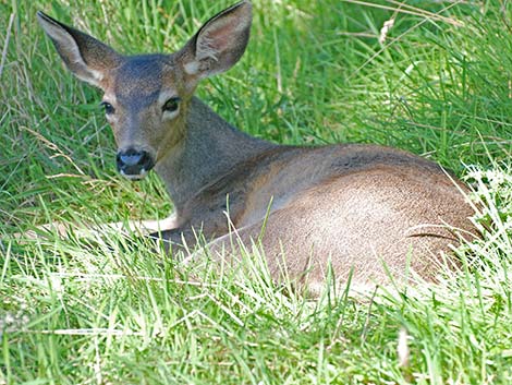 Mule Deer (Odocoileus hemionus)