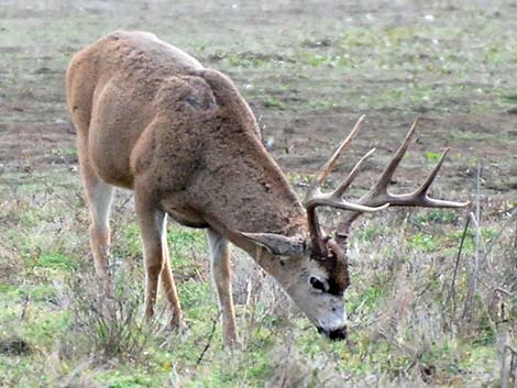 Mule Deer (Odocoileus hemionus)