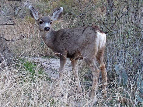 Mule Deer (Odocoileus hemionus)