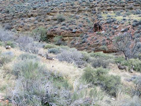 Desert Mule Deer (Odocoileus hemionus crooki)