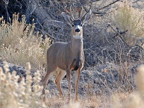 Rocky Mountain Mule Deer