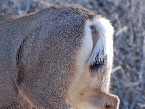 Rocky Mountain Mule Deer