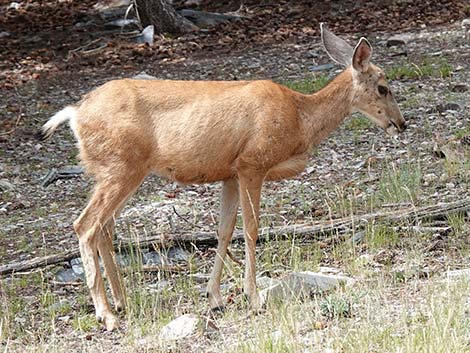 Mule Deer (Odocoileus hemionus)