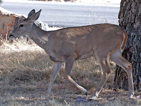 Carmen Mountains White-tailed Deer (Odocoileus virginianus carminis)