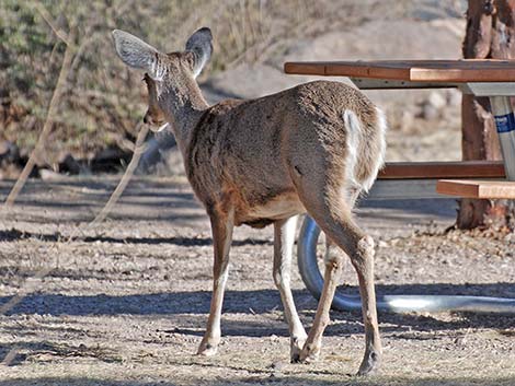 Carmen Mountains White-tailed Deer (Odocoileus virginianus carminis)