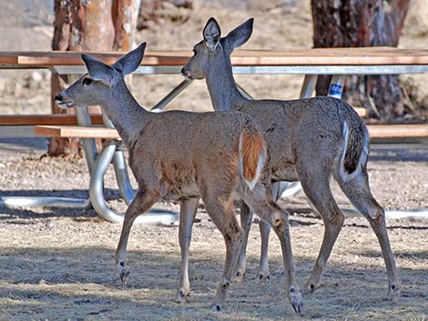 Carmen Mountains White-tailed Deer (Odocoileus virginianus carminis)