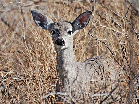 Coues White-tailed Deer (Odocoileus virginianus couesi)