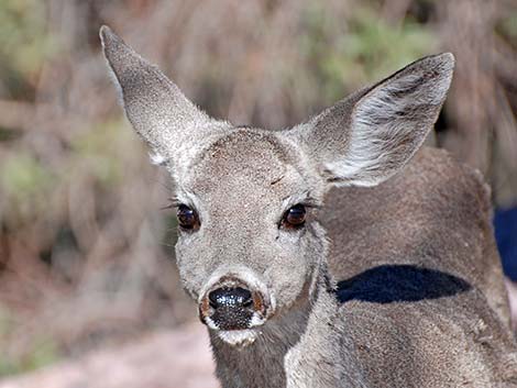 Coues White-tailed Deer (Odocoileus virginianus couesi)