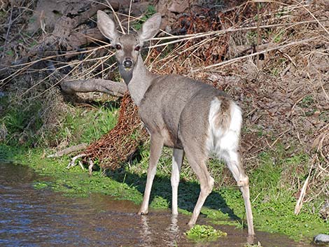 Coues white-tailed deer (Odocoileus virginianus couesi)