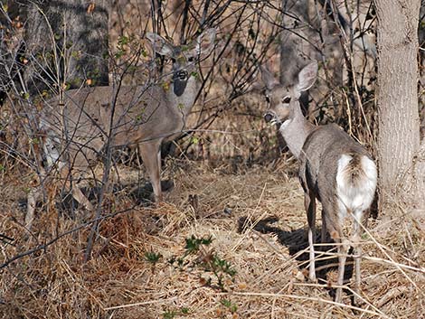 Coues white-tailed deer (Odocoileus virginianus couesi)