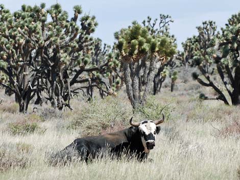 Domestic Cattle (Bos taurus)