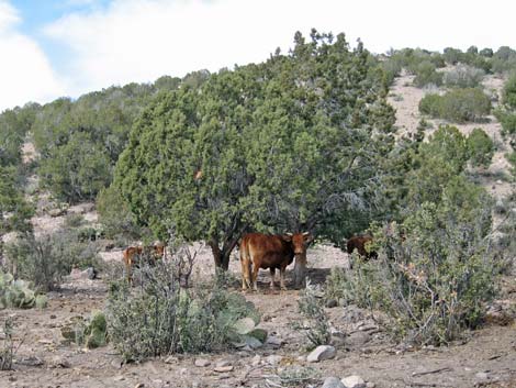 Domestic Cow (Bos primigenius)