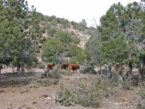 Domestic Cow (Bos primigenius)