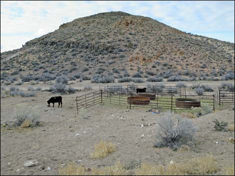 Domestic Cow (Bos taurus)