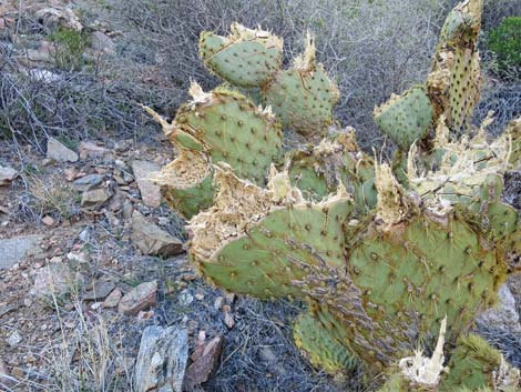 Pancake Cactus