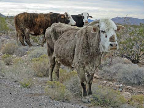 Domestic Cow (Bos taurus)