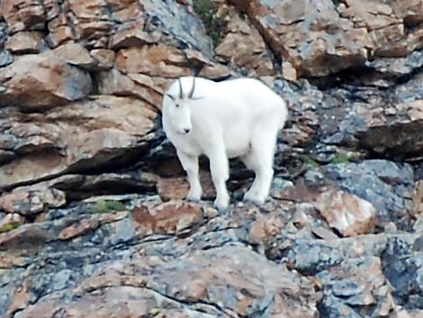 Mountain Goat (Oreamnos americanus)