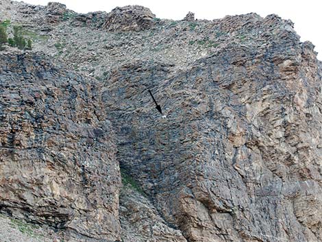 Mountain Goat (Oreamnos americanus)