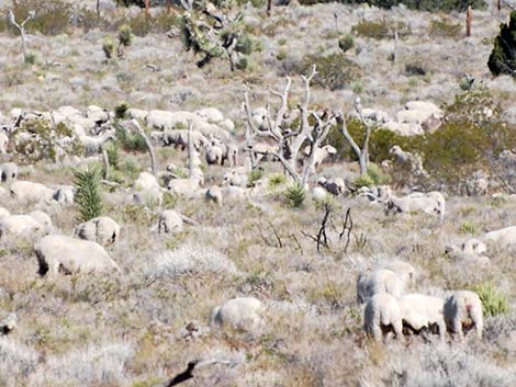 Domestic Sheep (Ovis aries)