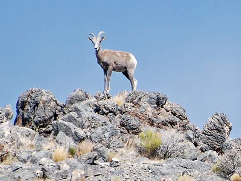 Desert Bighorn Sheep (Ovis canadensis)