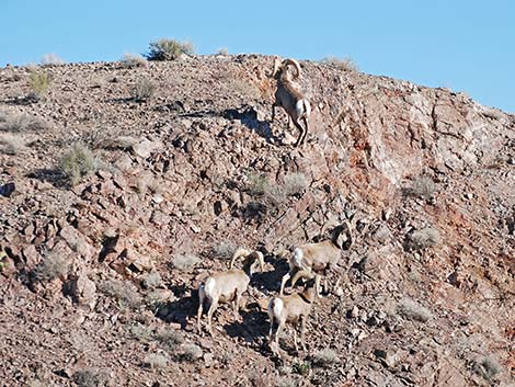 Desert Bighorn Sheep (Ovis canadensis)