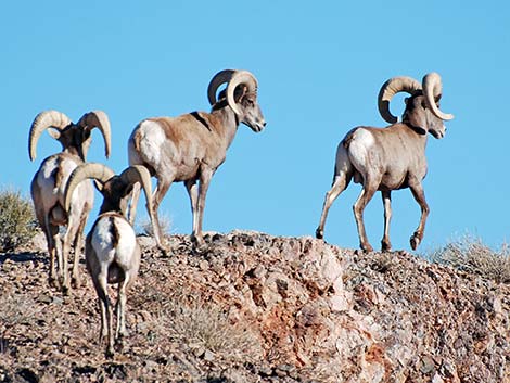 Desert bighorn sheep (Ovis canadensis)