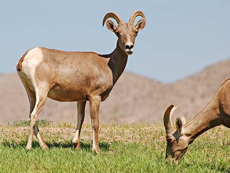 Desert bighorn sheep (Ovis canadensis)