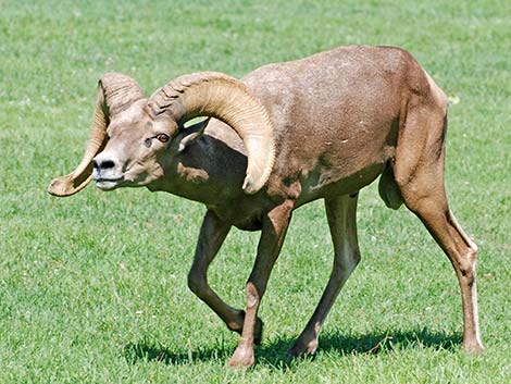 Desert bighorn sheep (Ovis canadensis)