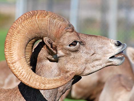 Desert bighorn sheep (Ovis canadensis)