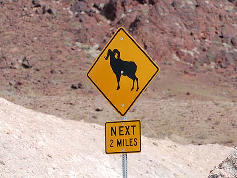 Why High-Speed Rail To Vegas Means Bighorn Sheep And Other Wildlife Will  Get New Crossings