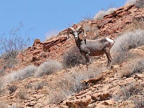 Desert Bighorn Sheep (Ovis canadensis)