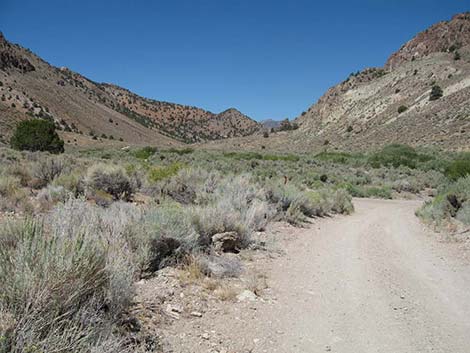 Desert Bighorn Sheep (Ovis canadensis)