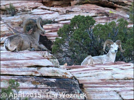 Desert Bighorn Sheep (Ovis canadensis)