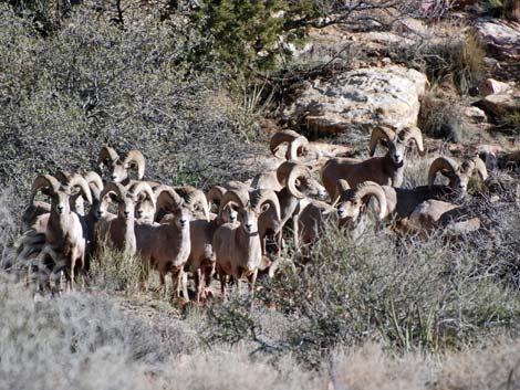 Rainbow Mountain Wilderness Area