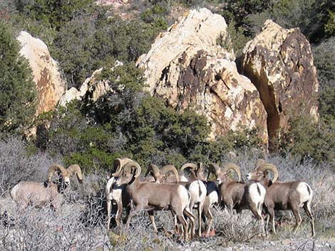 Desert Bighorn Sheep