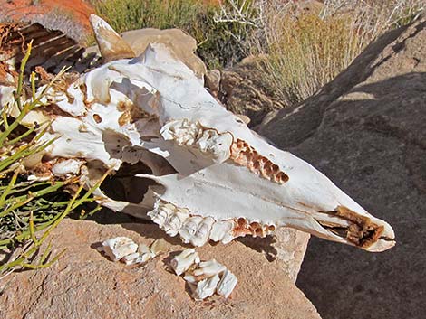 Bighorn Sheep