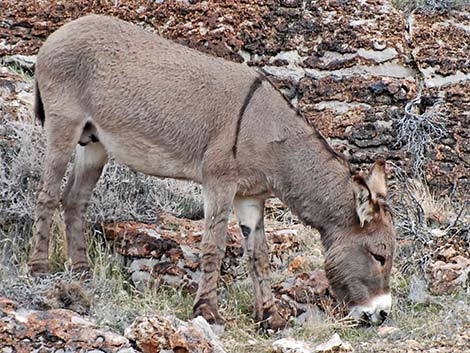 wild burro (feral ass) (Equus asinus)