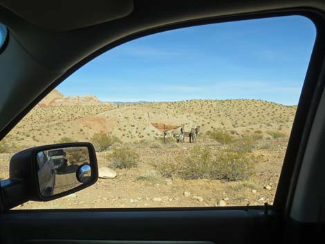 Wild Burro (Feral Ass) (Equus asinus)