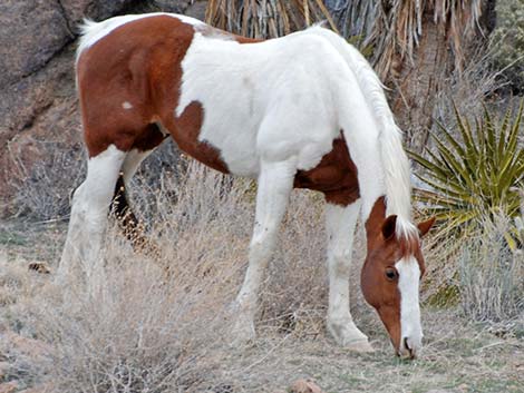 Feral Horse (Equus caballus)