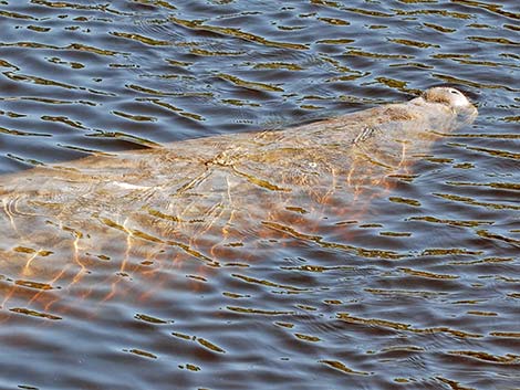 West Indian manatee (Trichechus manatus)