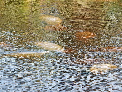 West Indian manatee (Trichechus manatus)