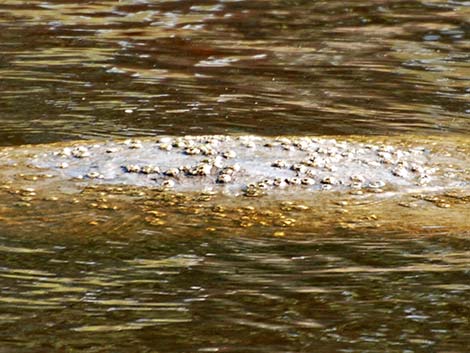 West Indian manatee (Trichechus manatus)