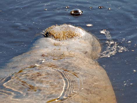 West Indian manatee (Trichechus manatus)